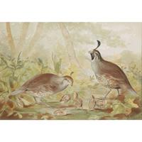 ALEXANDER POPE JUNIOR (AMERICAN 1849-1924) "BLACK DUCK" FROM UPLAND GAME BIRDS AND WATERFOWL OF THE UNITED STATES