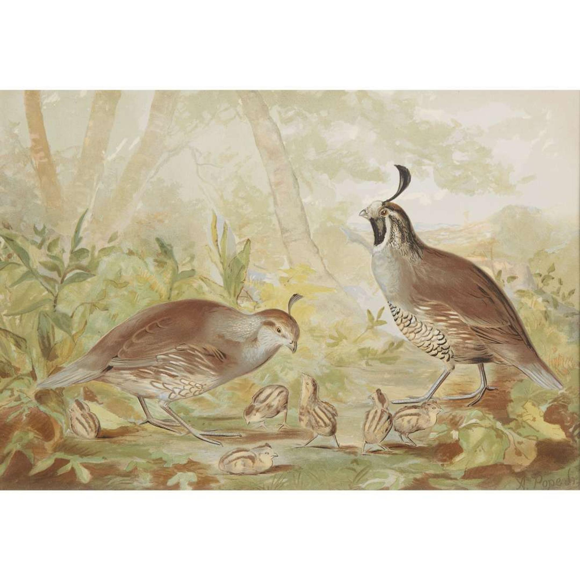 ALEXANDER POPE JUNIOR (AMERICAN 1849-1924) "BLACK DUCK" FROM UPLAND GAME BIRDS AND WATERFOWL OF THE UNITED STATES