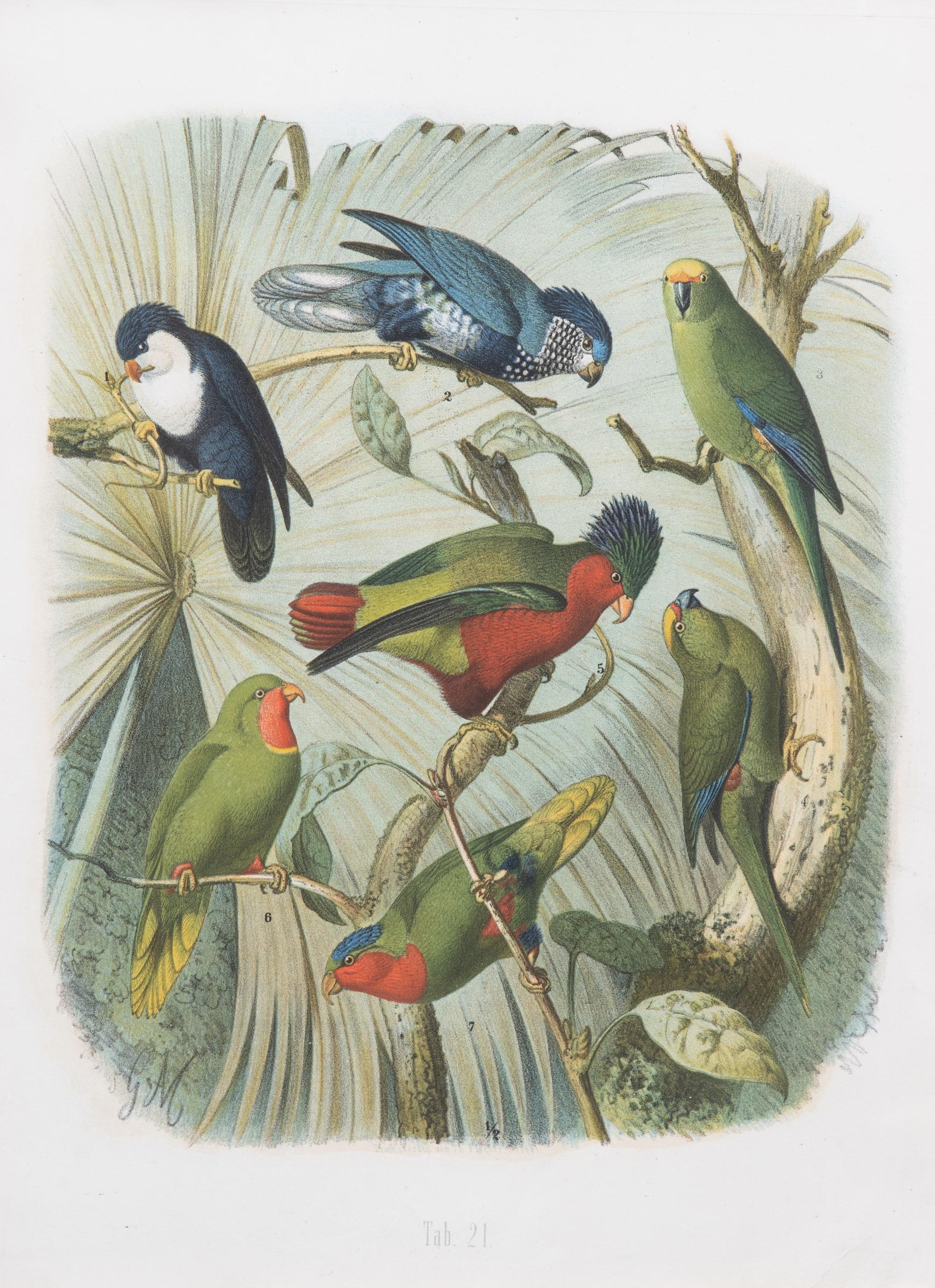 Parrots of the World by Gustav Mutzel (1878-83)