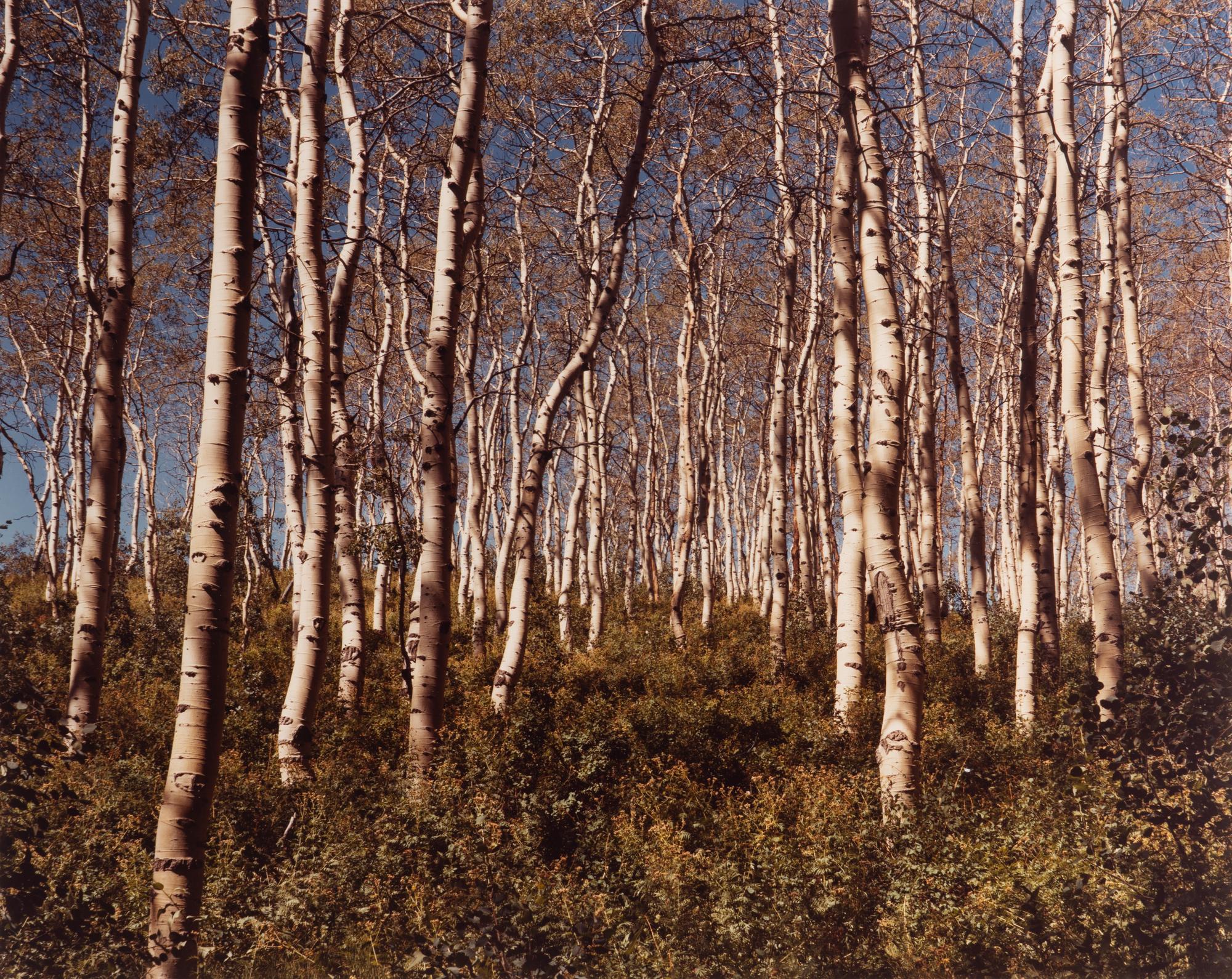 Eighteen Photographs, 1958-1979; printed 1982