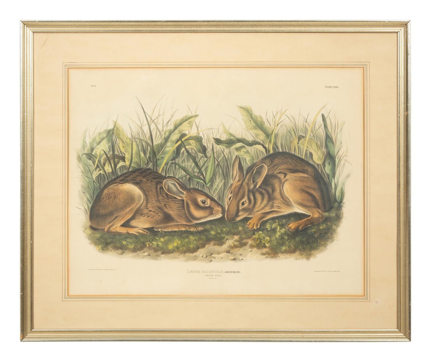 Lepus Americanus , Lepus Aquaticus , Lepus Nigricaudatus , and Lepus Palustris (Four Works)
