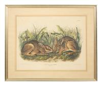Lepus Americanus , Lepus Aquaticus , Lepus Nigricaudatus , and Lepus Palustris (Four Works)