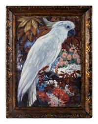 Cockatoo (Lotta)
