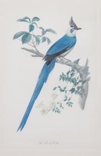 A Pair of Ornithological Color Prints After Edouard Travies Framed 14 1/4 x 9 1/4 inches. — 19TH/20TH CENTURY