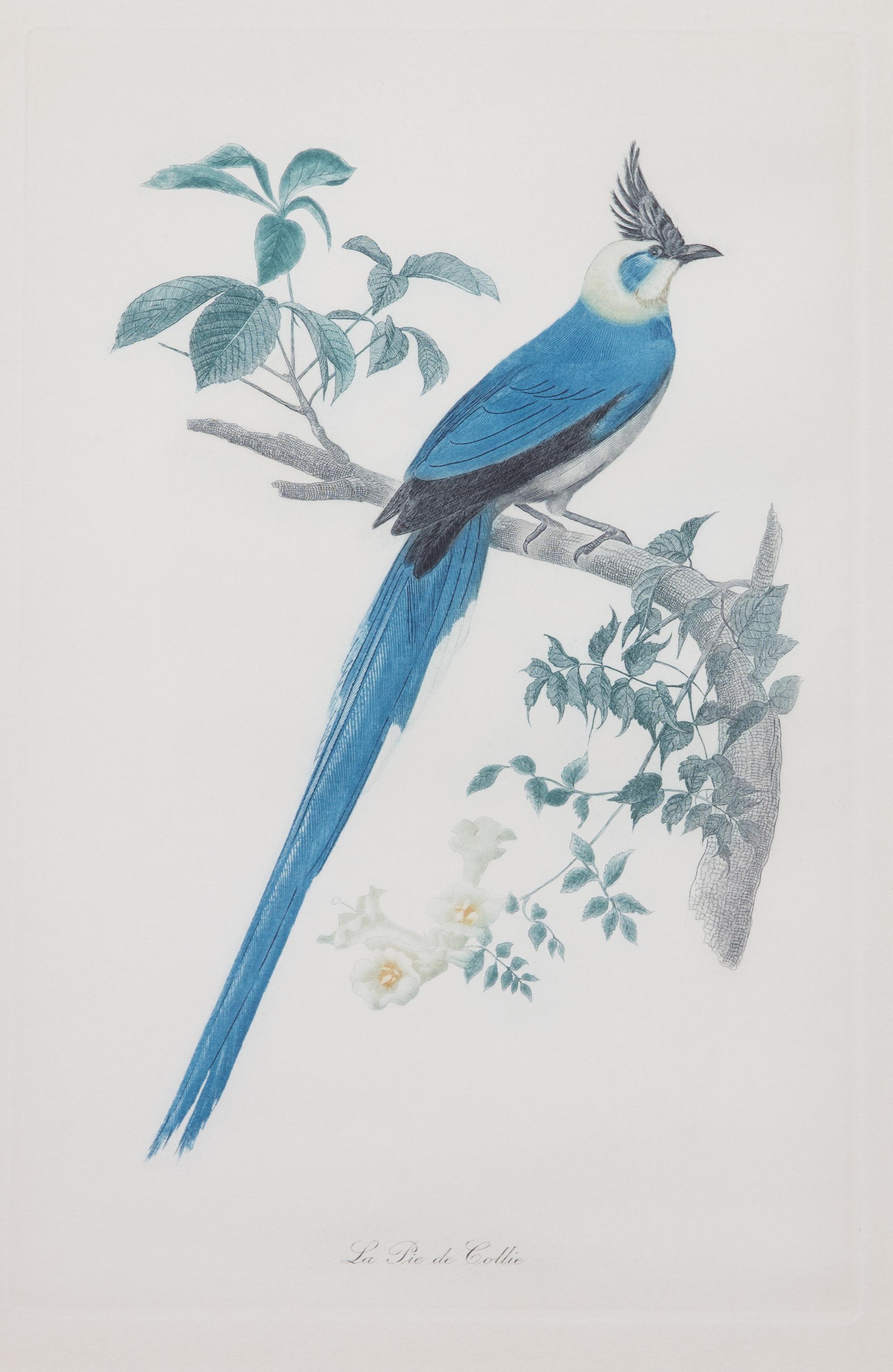 A Pair of Ornithological Color Prints After Edouard Travies Framed 14 1/4 x 9 1/4 inches. — 19TH/20TH CENTURY