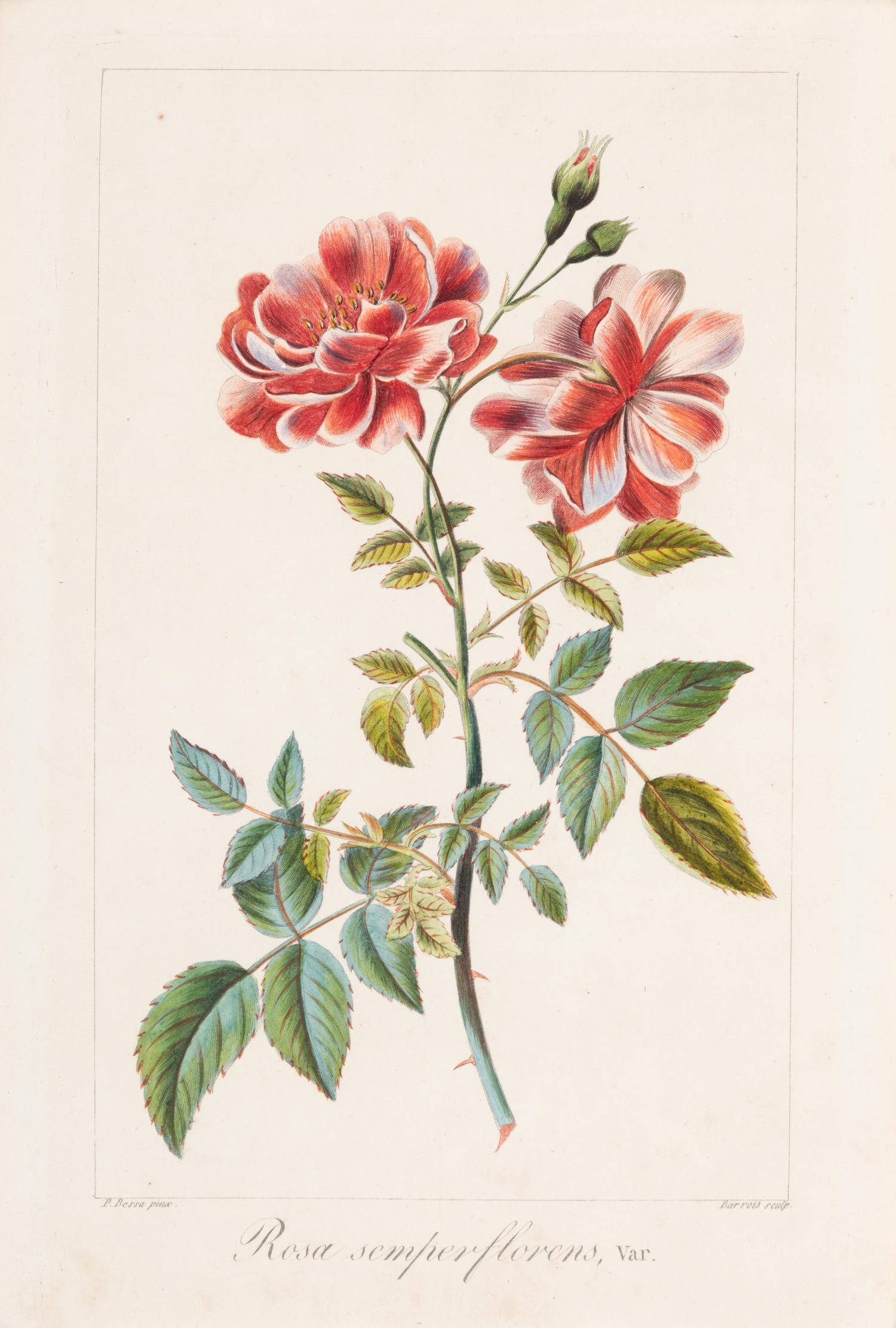 Three Botanical Hand-Colored Engravings after Pancrace Bessa (French, 1772-1846)