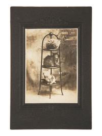 [EARLY PHOTOGRAPHY - ANIMALS]. An assorted group of 12 portraits featuring dogs and cats.