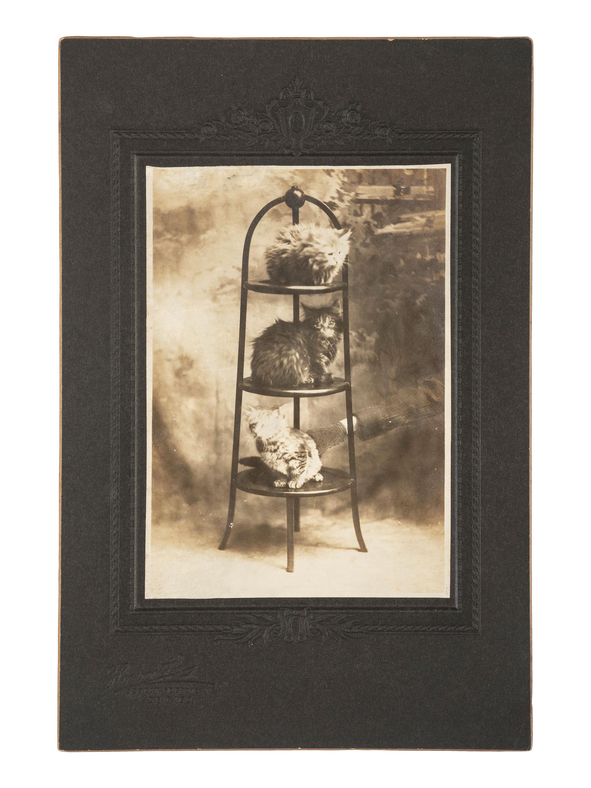 [EARLY PHOTOGRAPHY - ANIMALS]. An assorted group of 12 portraits featuring dogs and cats.