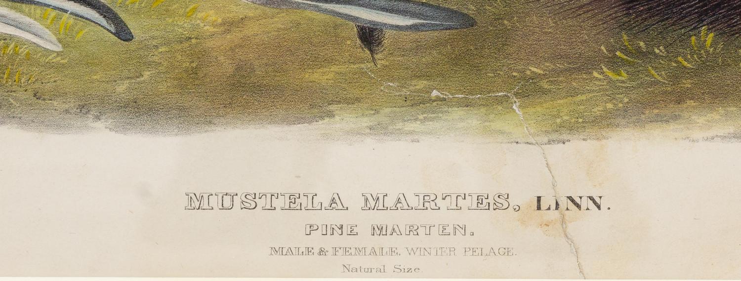 AUDUBON, John James (1785-1851), after Pine Marten (Plate CXXXVIII) Mustela Martes