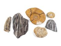 A Group of Fossils and Simulated Fossils