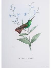Eight Framed Avian Prints