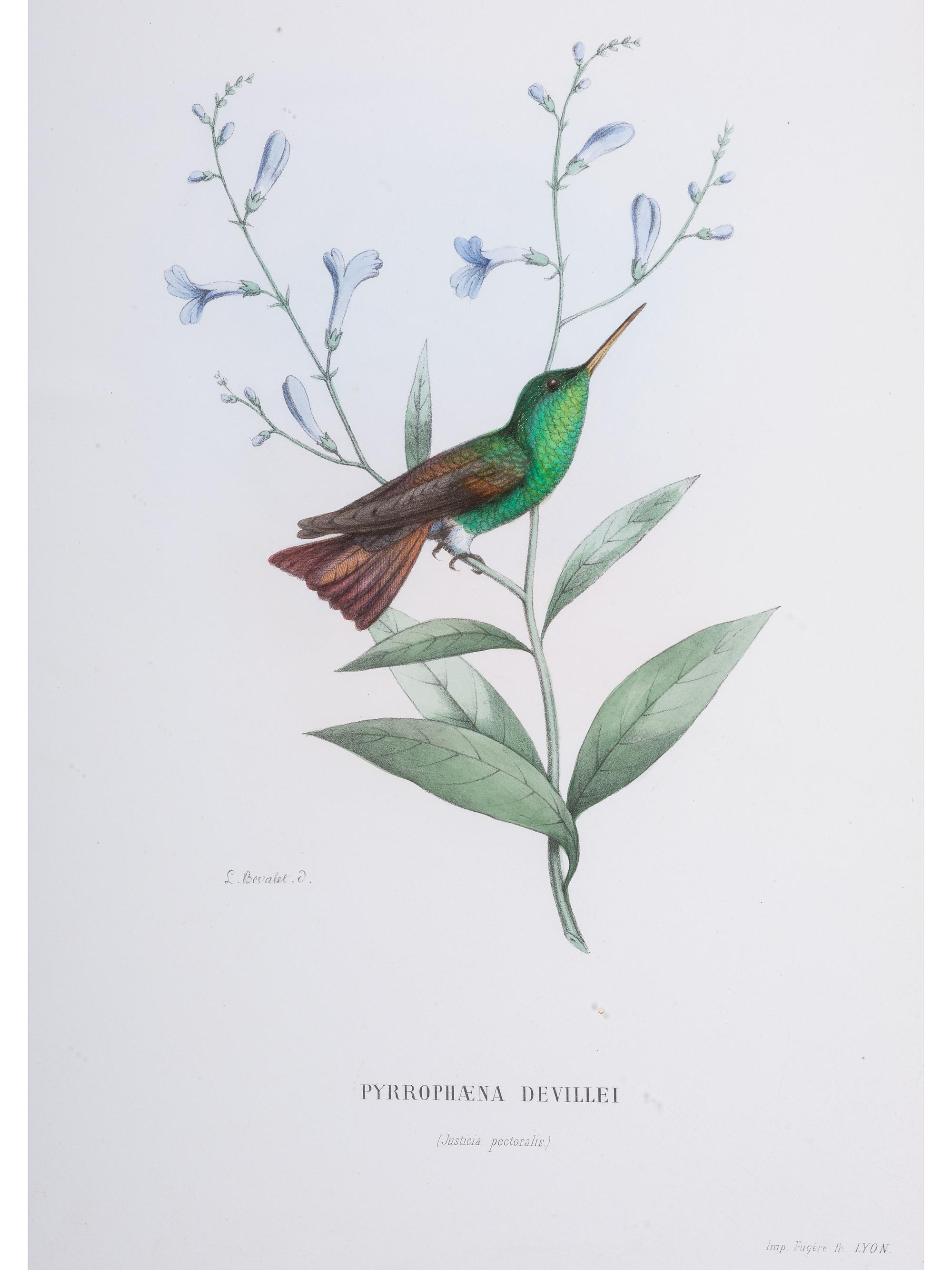 Eight Framed Avian Prints