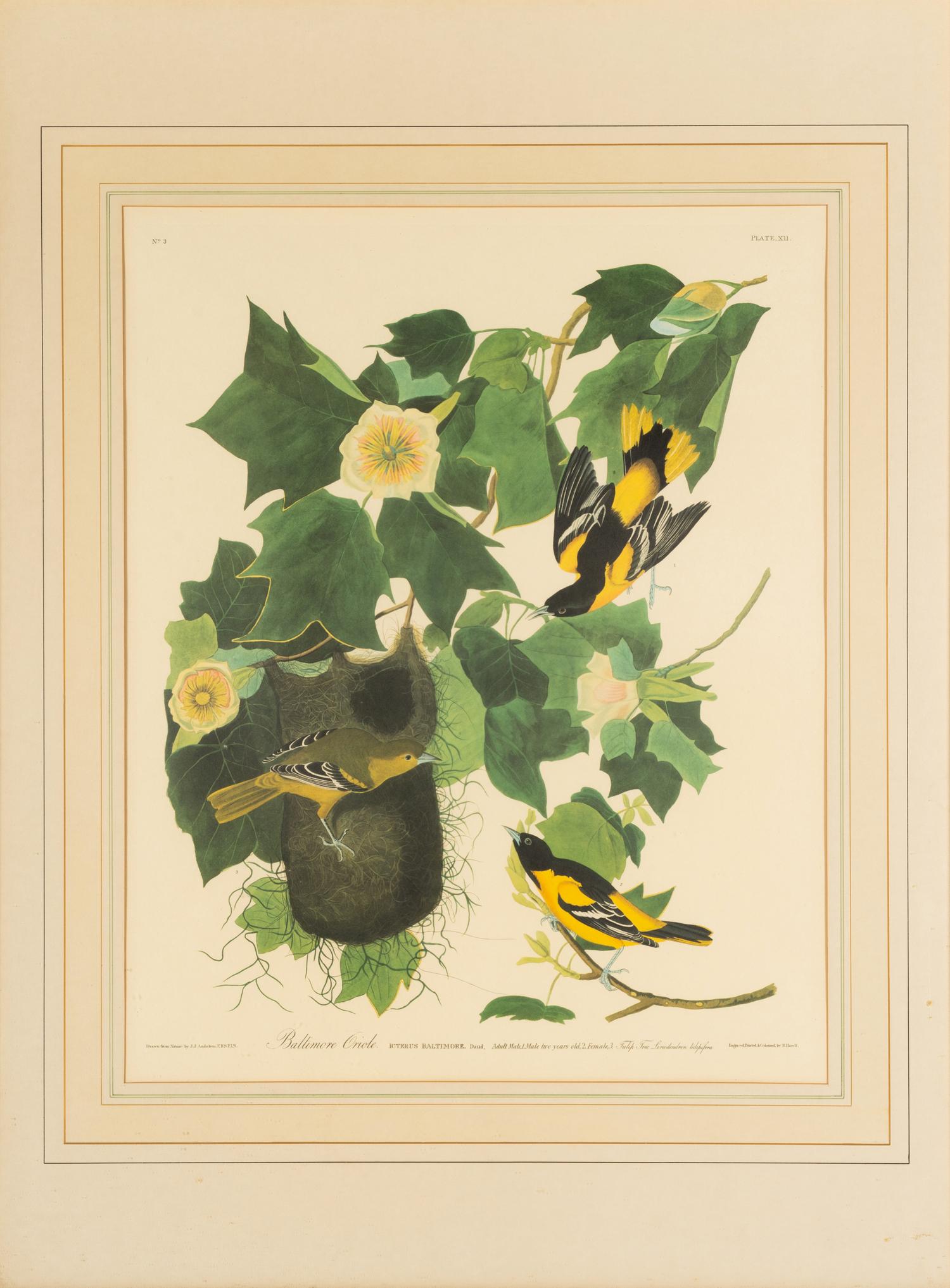 AUDUBON, John James (1784-1851)
