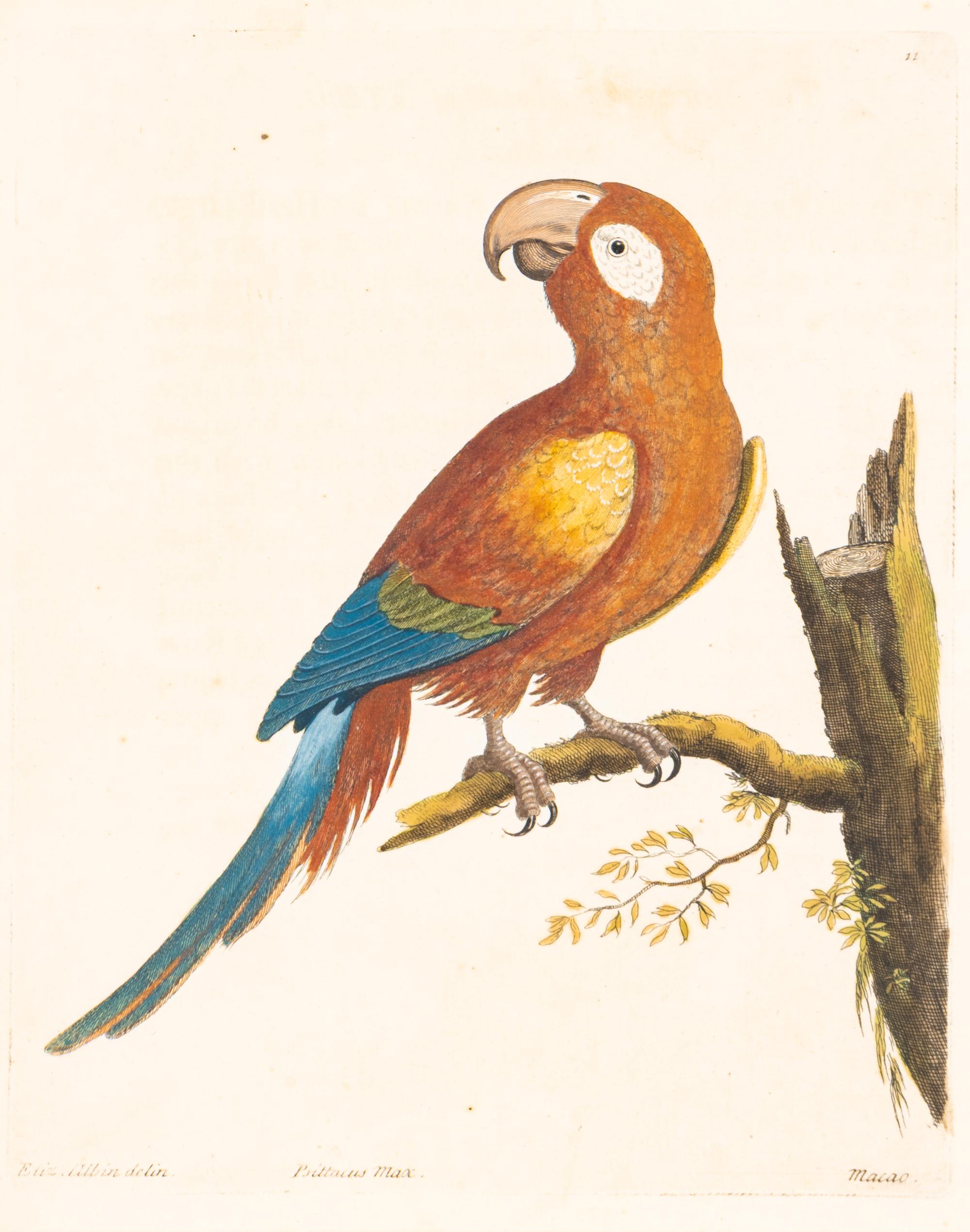 A Group of Nine Hand-Colored Engravings of Birds