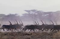 Gazelle