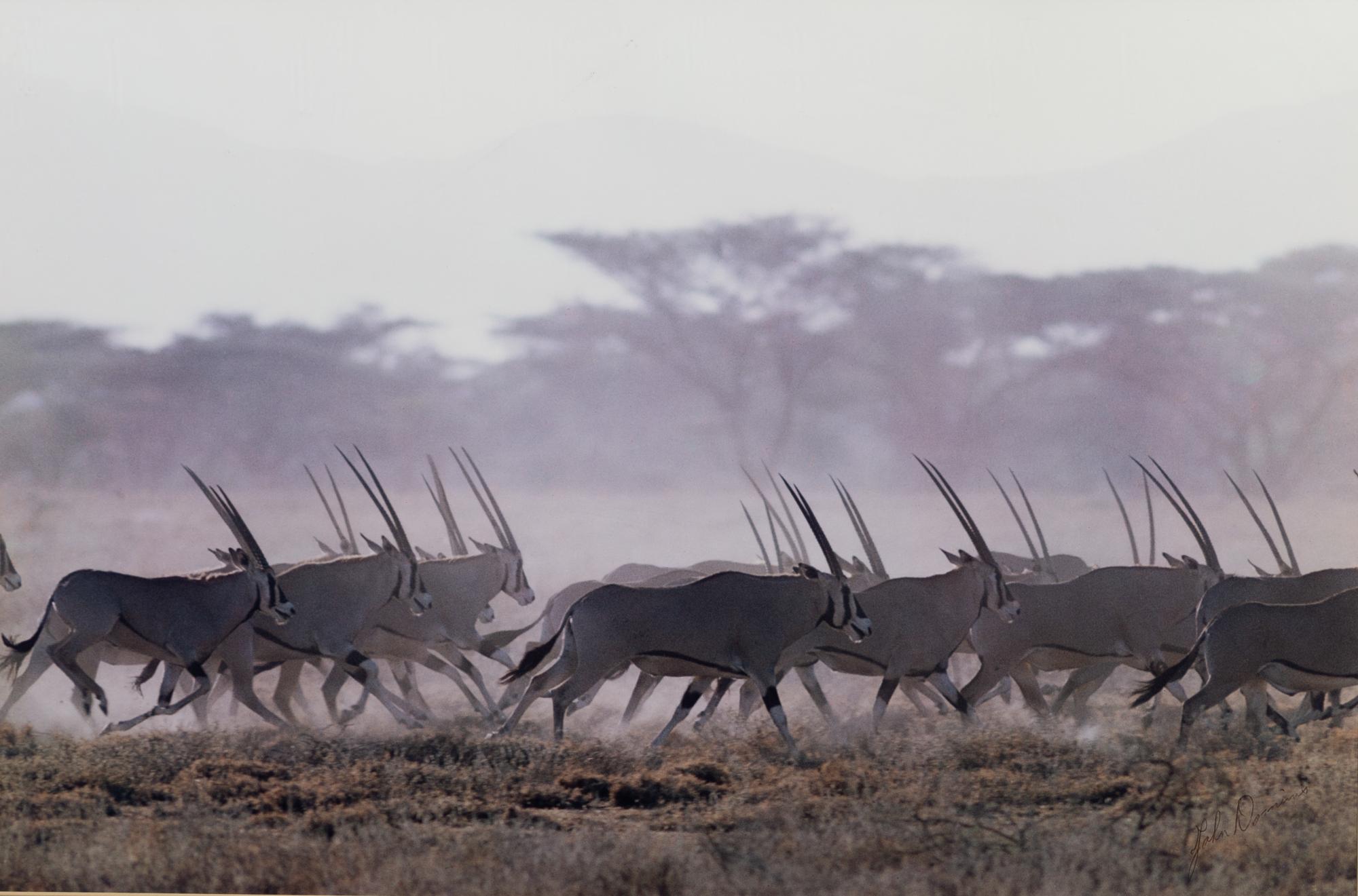Gazelle