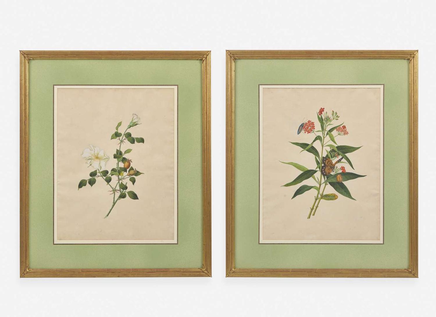 A group of four botanical watercolor drawings, 19th / 20th century