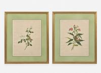 A group of four botanical watercolor drawings, 19th / 20th century