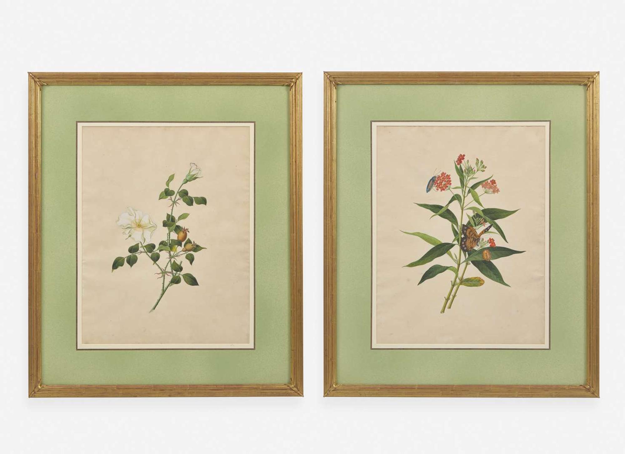A group of four botanical watercolor drawings, 19th / 20th century