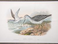 Eight Framed Avian Prints