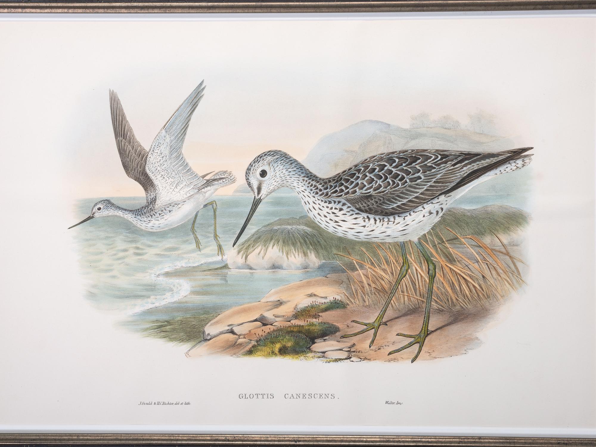Eight Framed Avian Prints