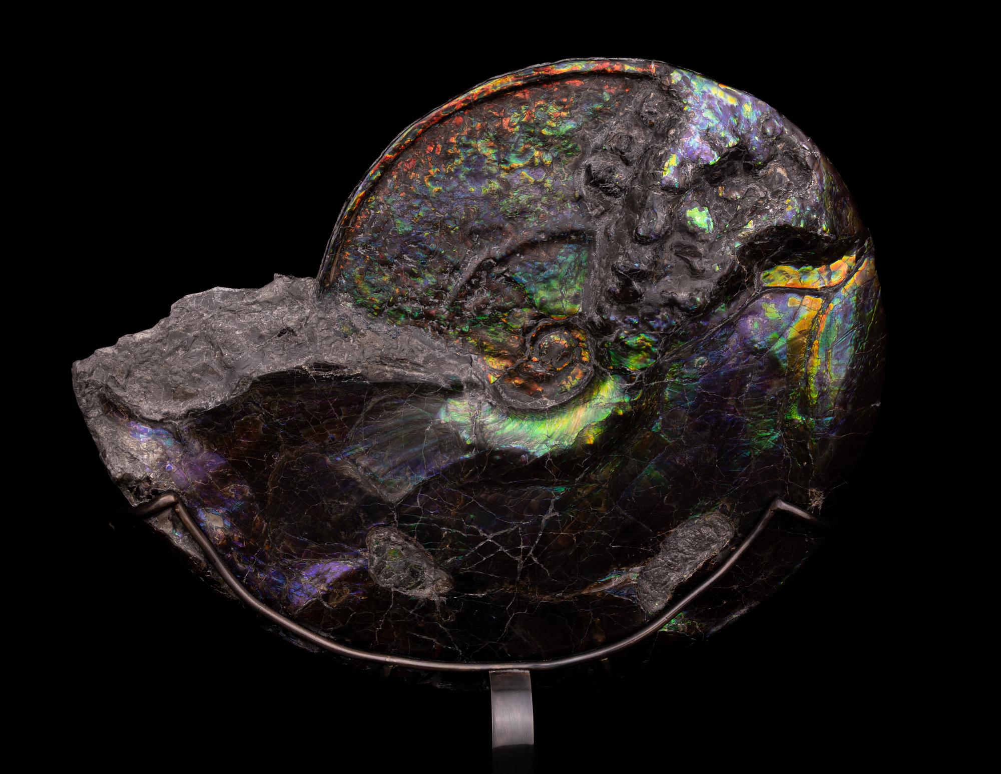 A Large Iridescent Ammonite Fossil (Placenticeras costatum)