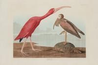 AUDUBON, John James (1785-1851)