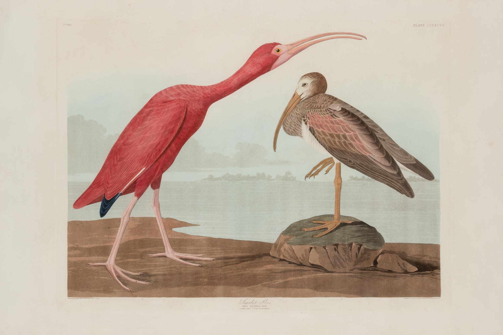 AUDUBON, John James (1785-1851)