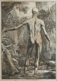 Tabulae sceleti et musculorum corporis humani (three works)