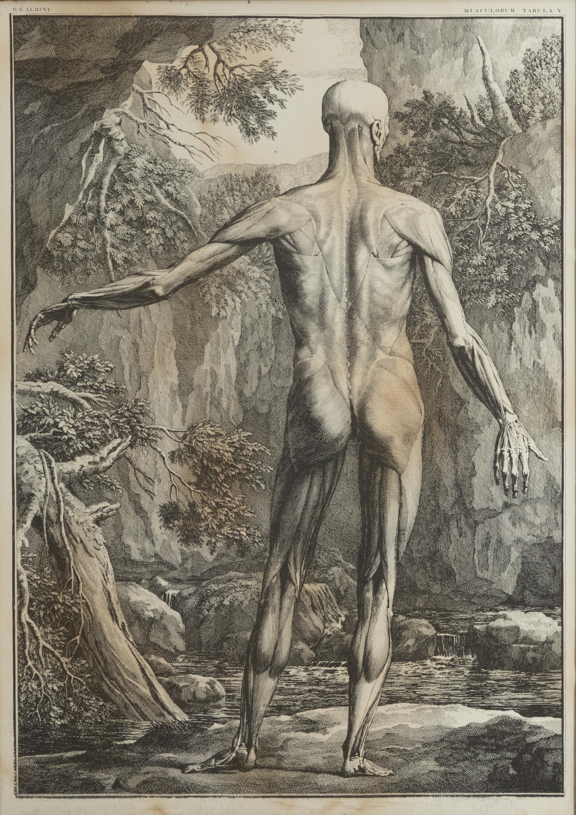 Tabulae sceleti et musculorum corporis humani (three works)