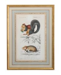 Five Handcolored Engravings of Birds Height 10 x width 8 inches (largest)