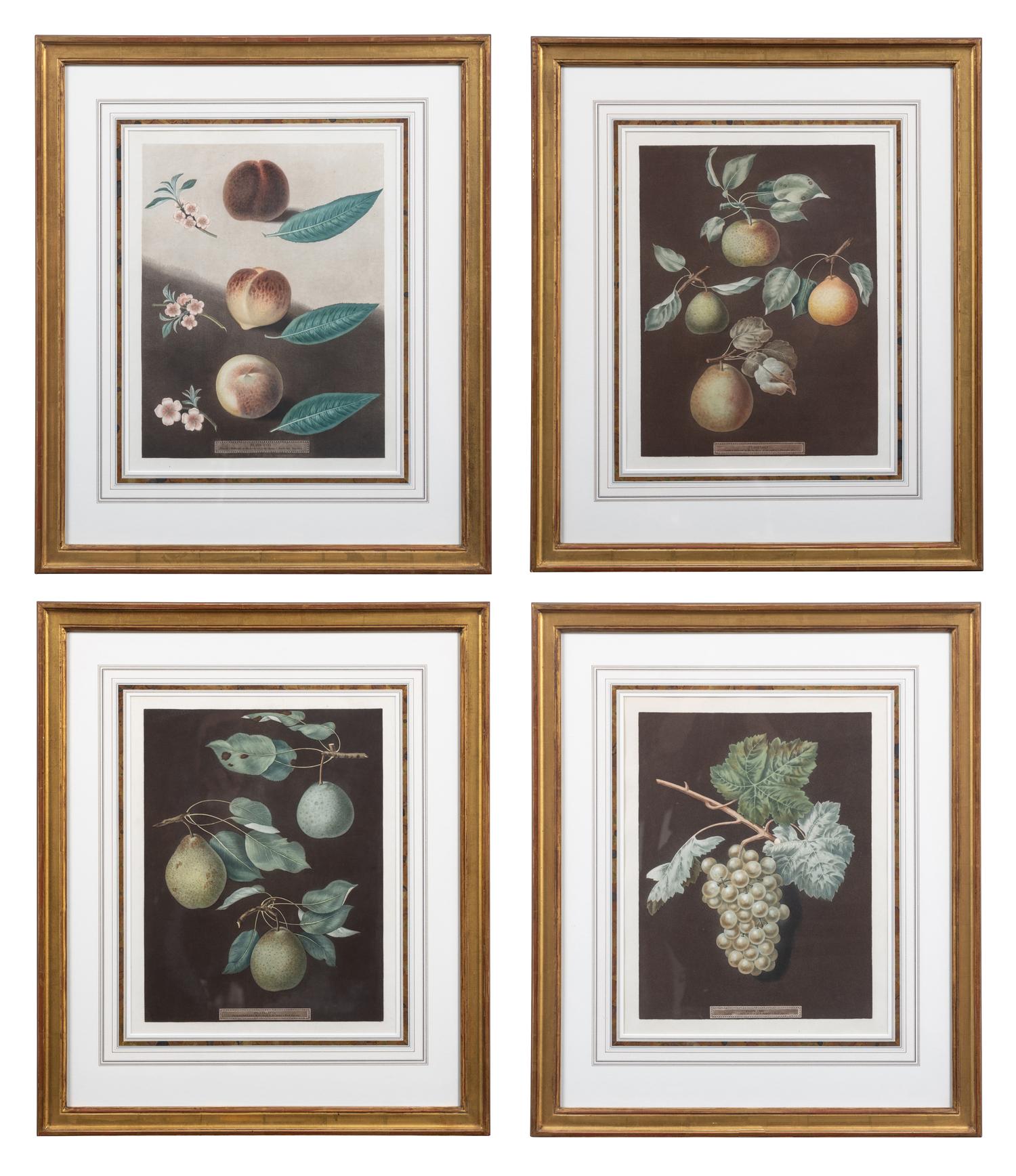 Four Botanical Aquatints by George Brookshaw (British, 1751-1823)