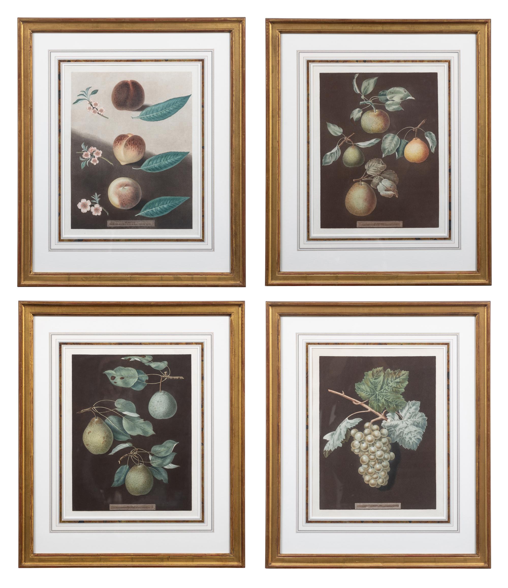 Four Botanical Aquatints by George Brookshaw (British, 1751-1823)