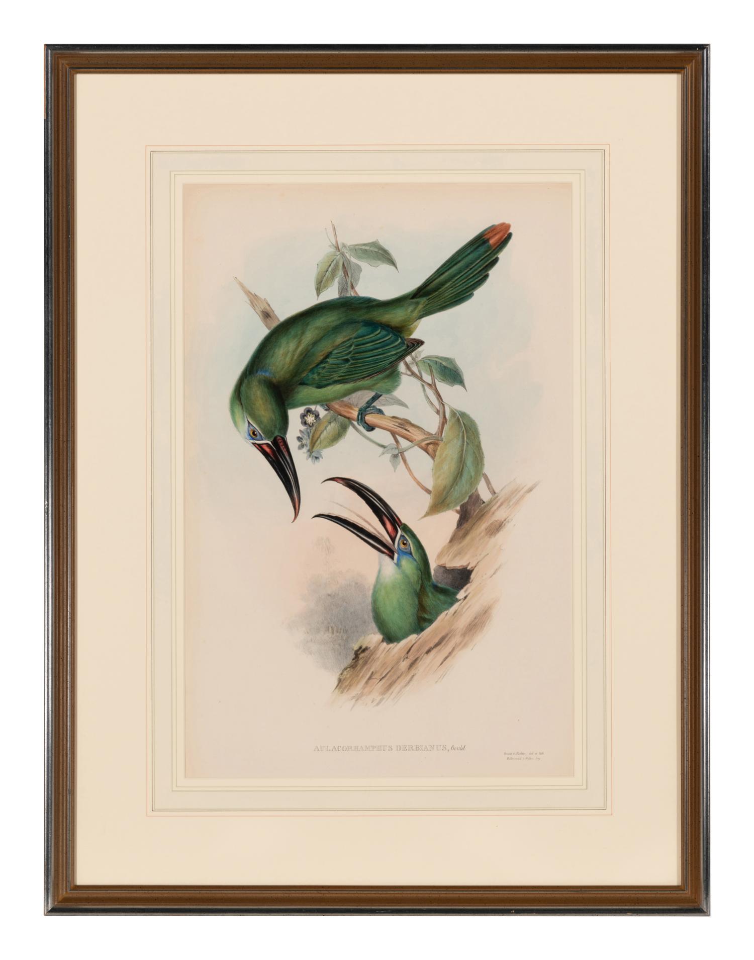 GOULD, John (1804-1881). Pteroglossus derbianus . London, 1833-34.