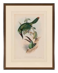 GOULD, John (1804-1881). Pteroglossus derbianus . London, 1833-34.