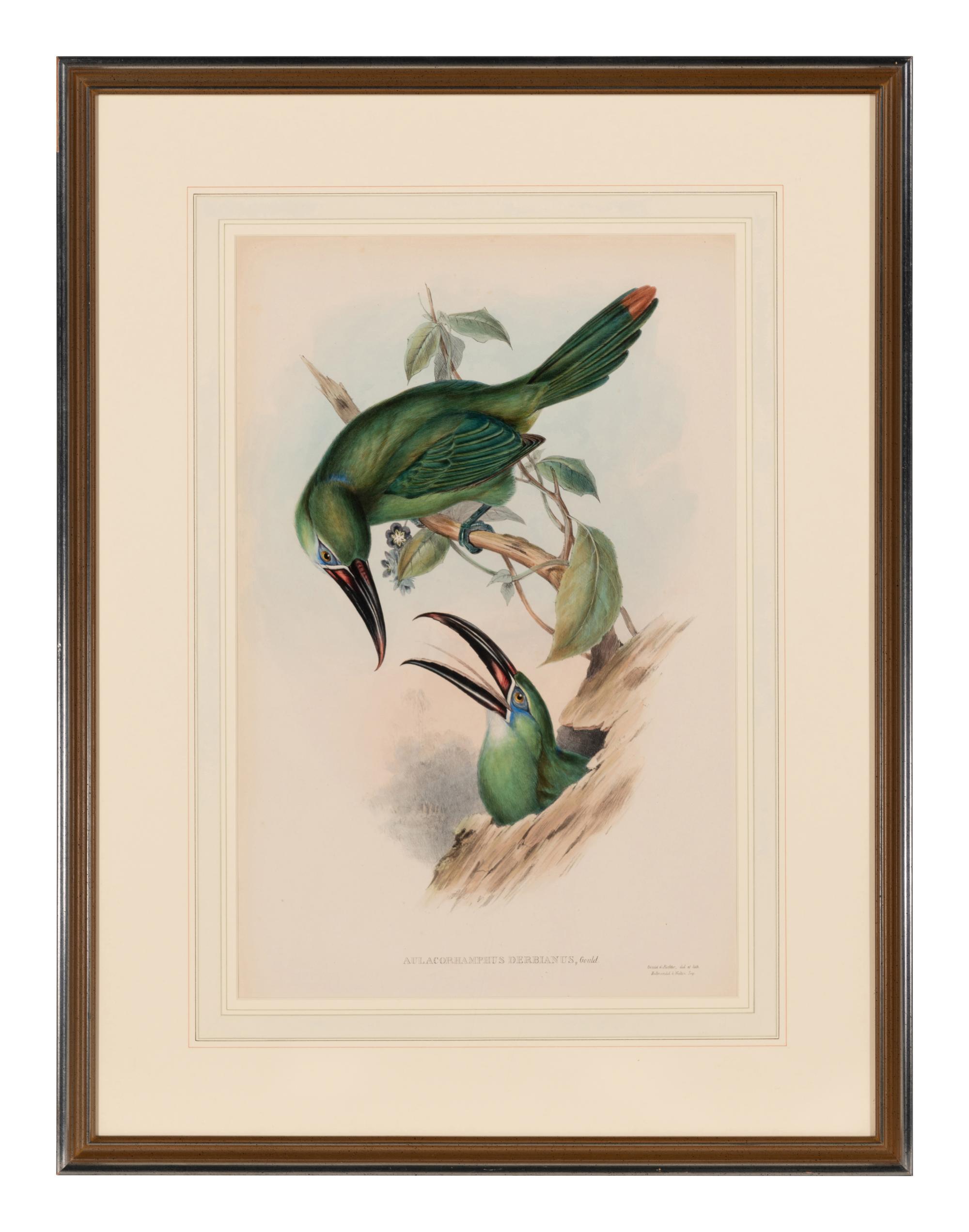 GOULD, John (1804-1881). Pteroglossus derbianus . London, 1833-34.