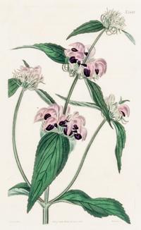 CURTIS, SAMUEL. A collection of eight hand-colored engravings from Botanical Magazine. (London, 1823-1826)