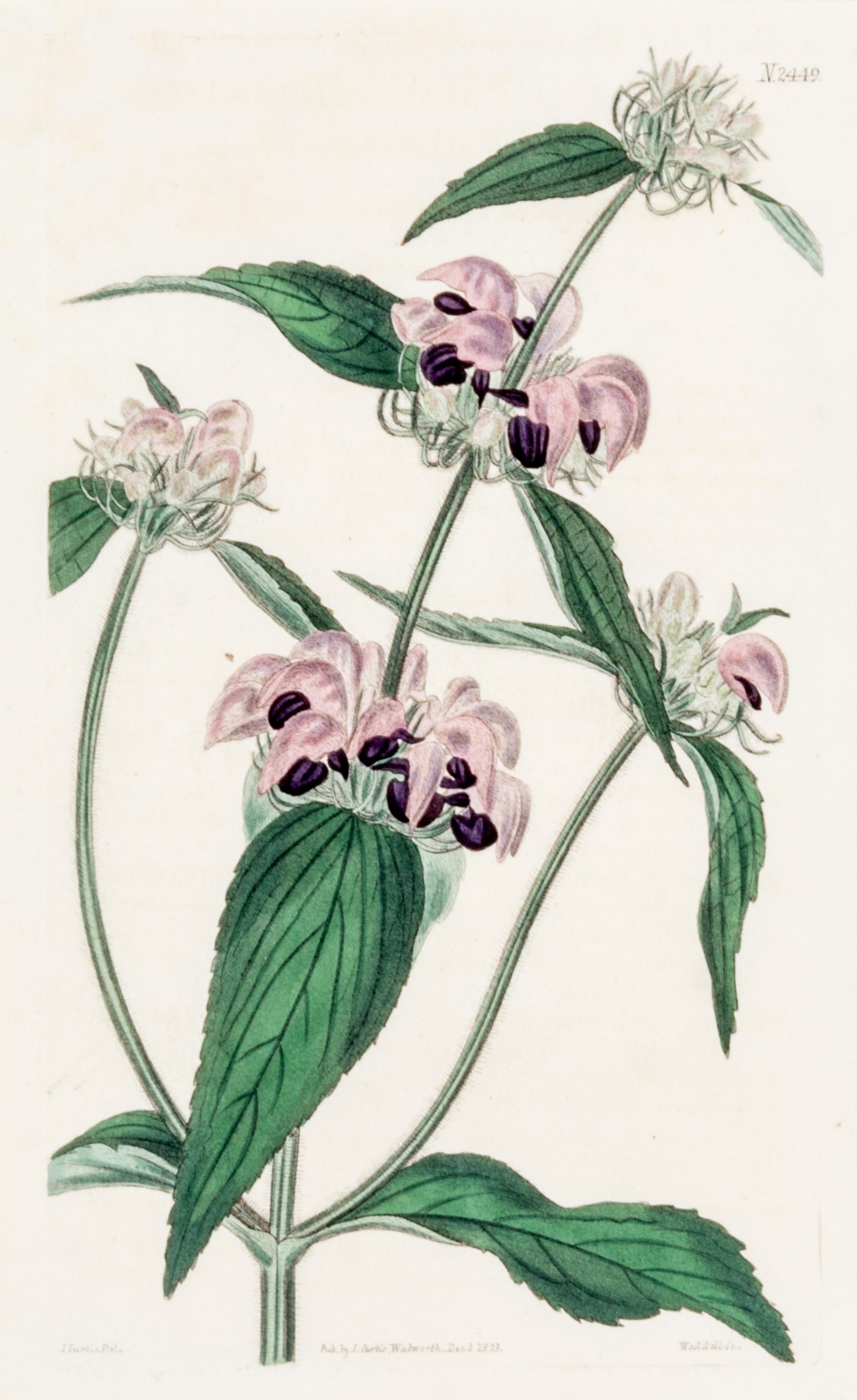 CURTIS, SAMUEL. A collection of eight hand-colored engravings from Botanical Magazine. (London, 1823-1826)