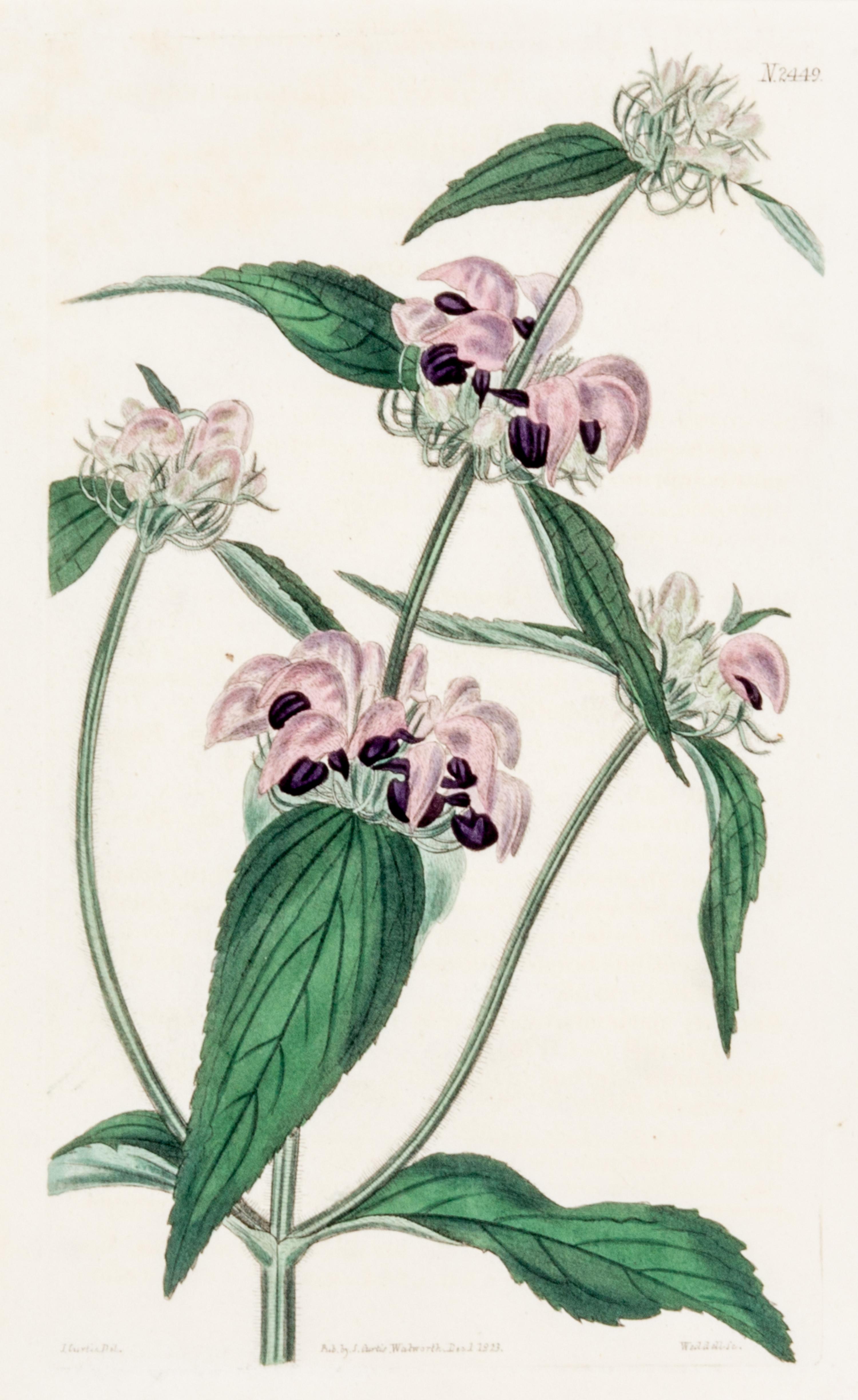 CURTIS, SAMUEL. A collection of eight hand-colored engravings from Botanical Magazine. (London, 1823-1826)