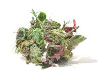 Relic 1 from Greenhouse (Xanadu), 2011