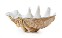 A Giant Clam Shell