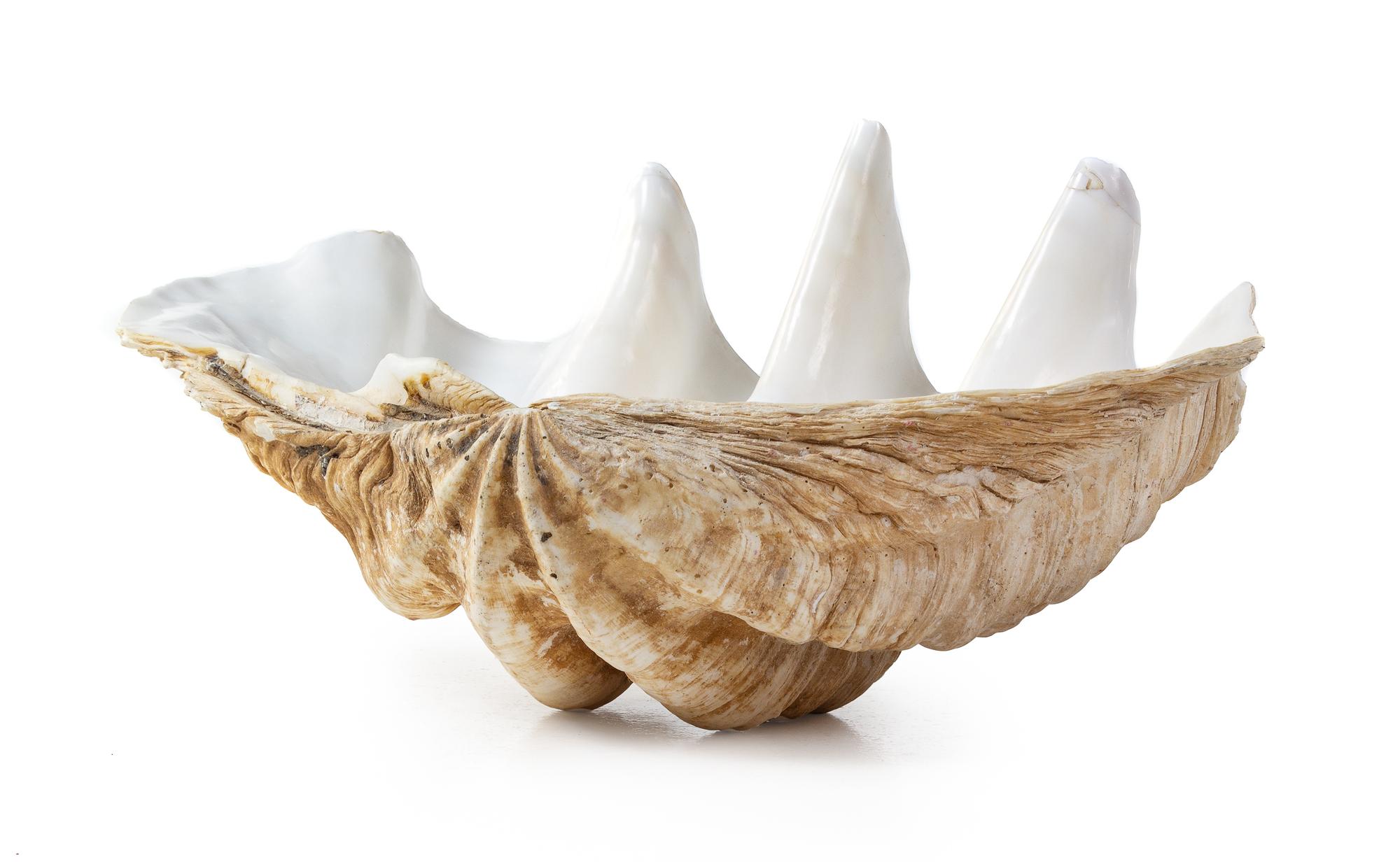 A Giant Clam Shell
