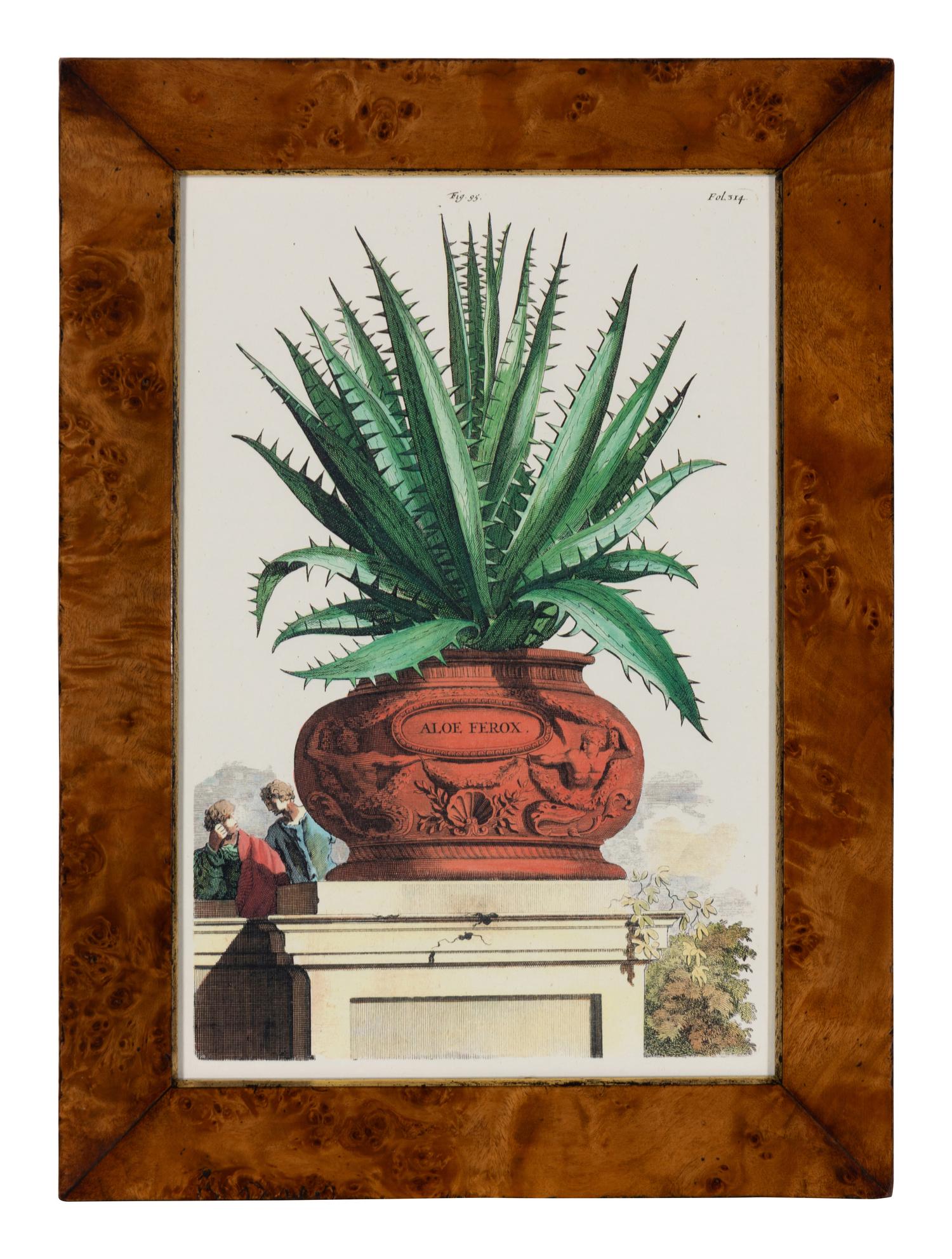 A Set of Four Hand Colored Botanical Engravings