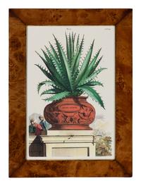 A Set of Four Hand Colored Botanical Engravings