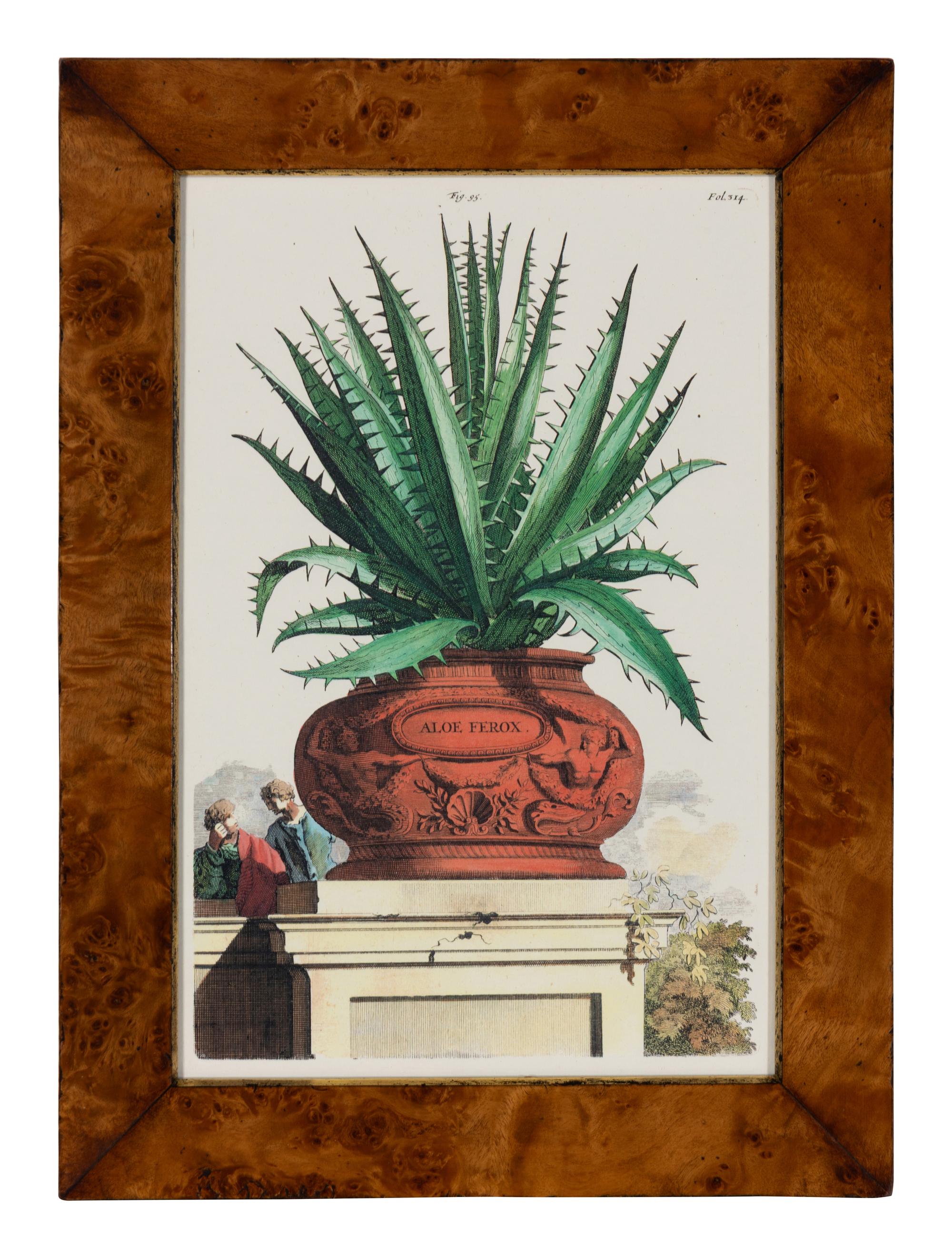 A Set of Four Hand Colored Botanical Engravings