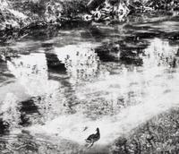 Henri Cartier-Bresson (1908-2004) L'Isle-sur-la-Sorgue, 1990