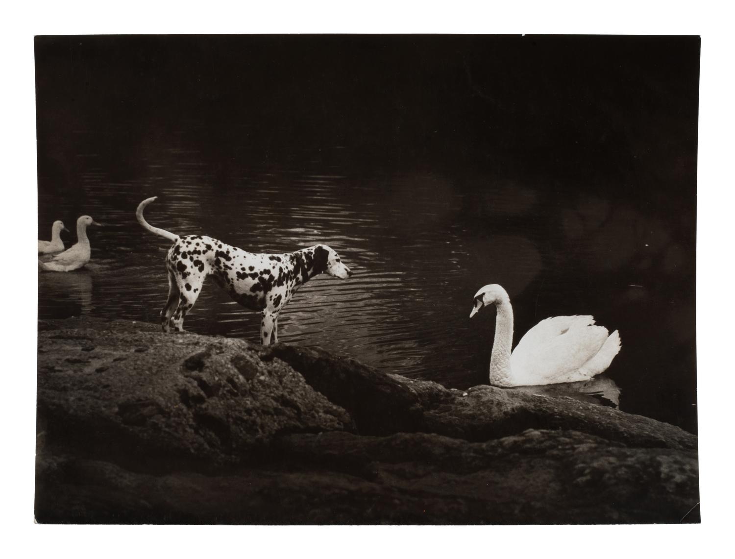 A pair of works depicting a dalmation with a swan and ducks, 1958-65; printed ca. 1958-65
