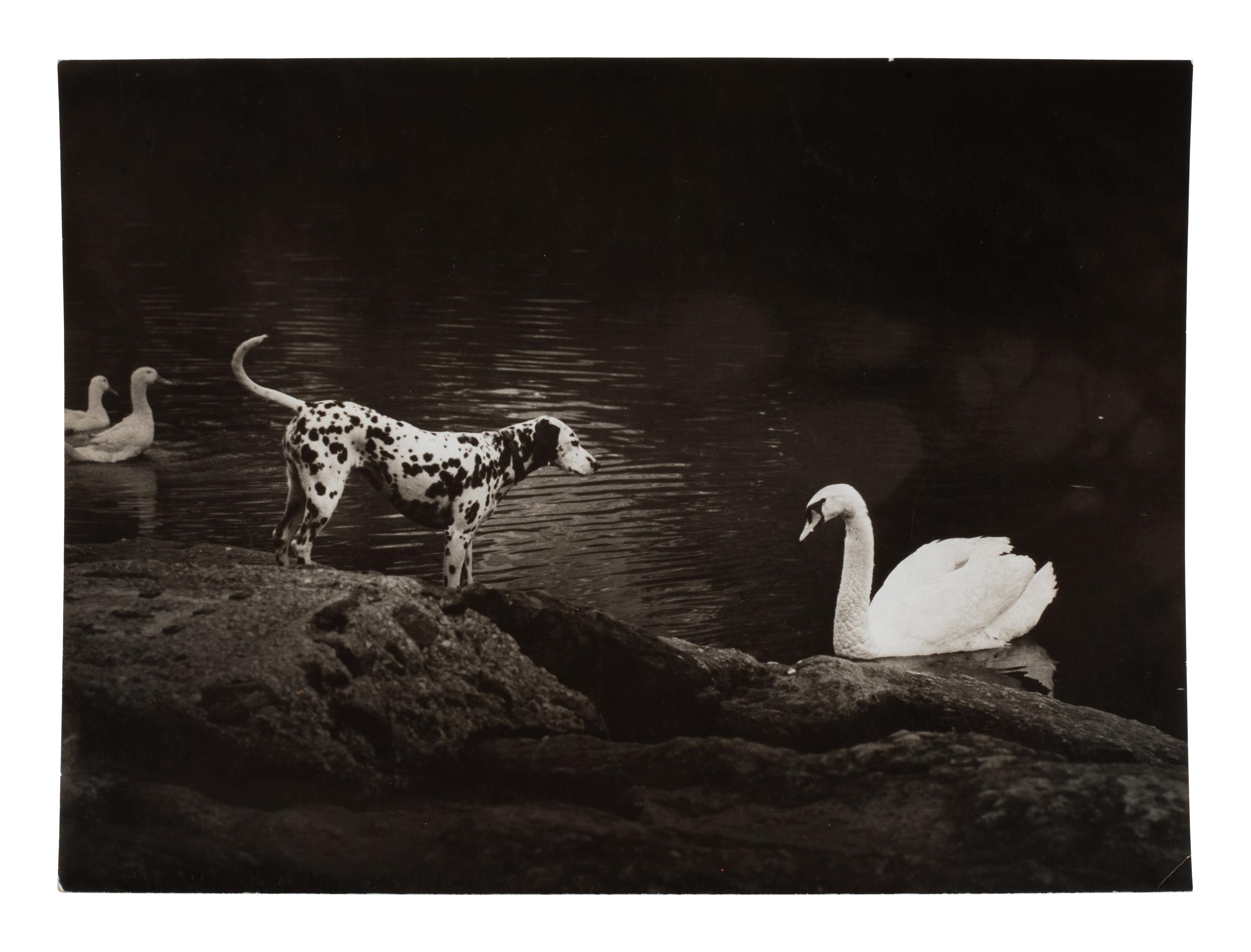 A pair of works depicting a dalmation with a swan and ducks, 1958-65; printed ca. 1958-65