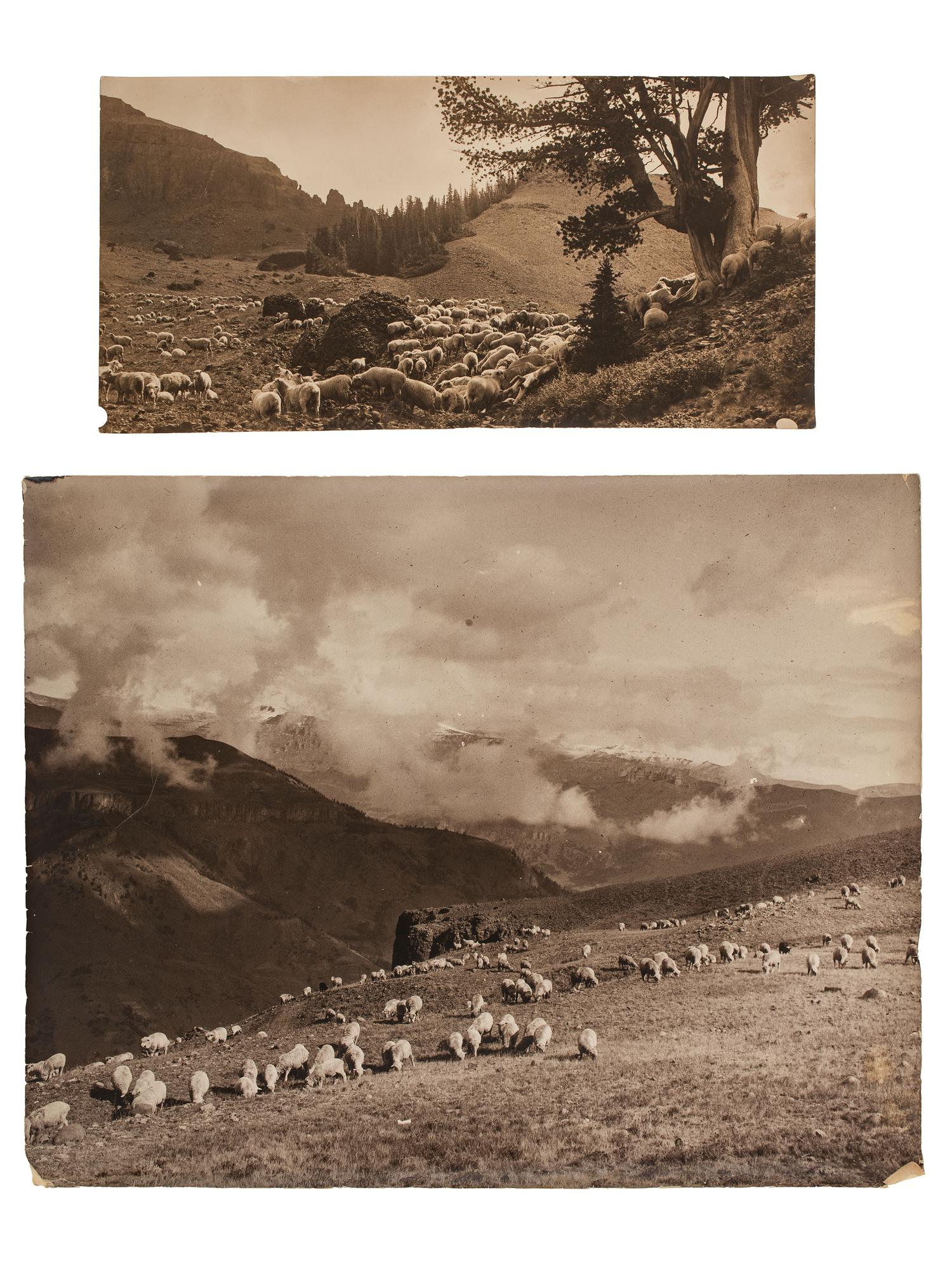 [WESTERN AMERICANA]. BELDEN, Charles J. (1888-1963), photographer. A group of 6 photographs of sheep herds in Wyoming. Pitchfork Ranch, WY, ca 1910s-1940s.