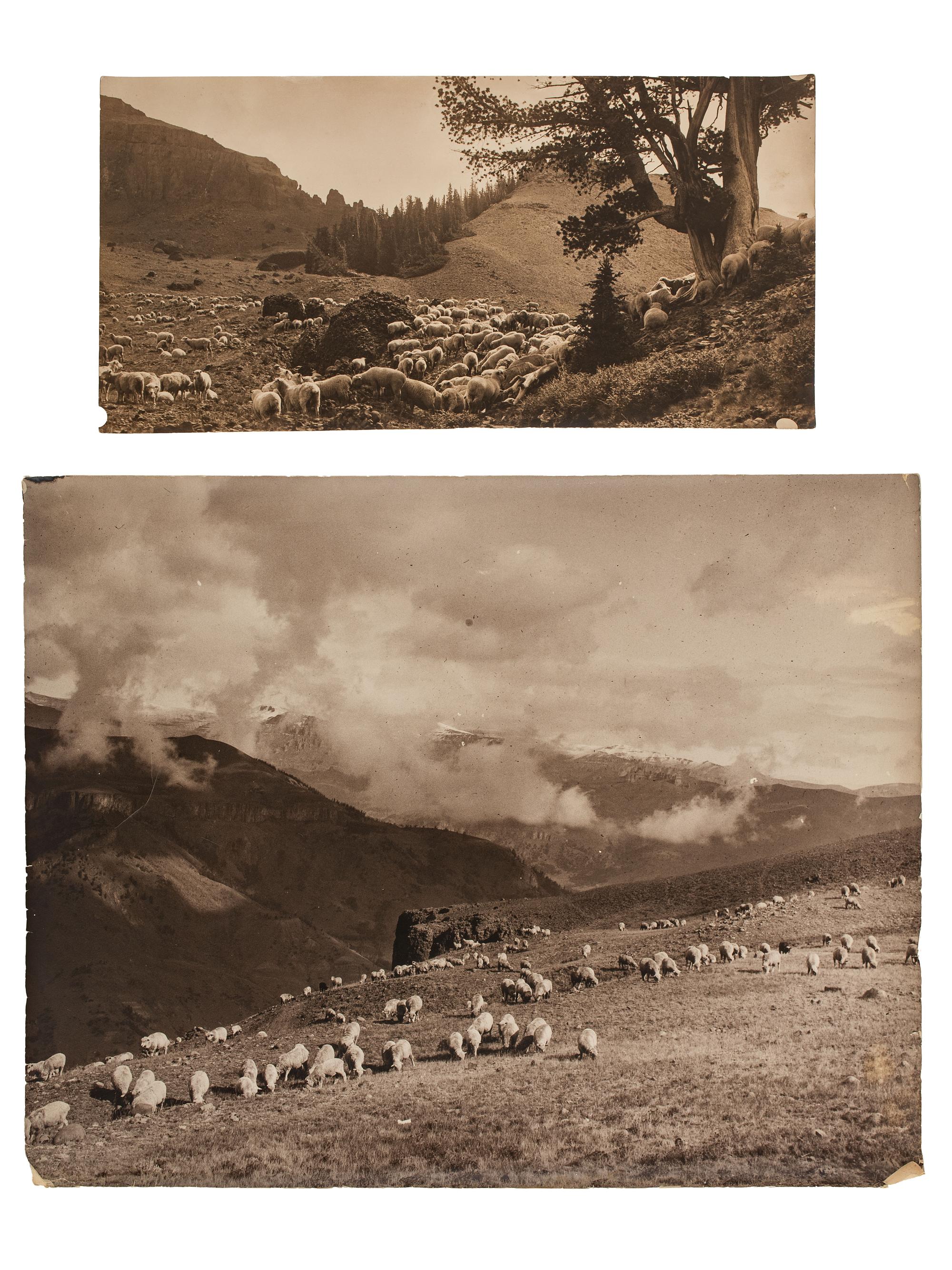 [WESTERN AMERICANA]. BELDEN, Charles J. (1888-1963), photographer. A group of 6 photographs of sheep herds in Wyoming. Pitchfork Ranch, WY, ca 1910s-1940s.